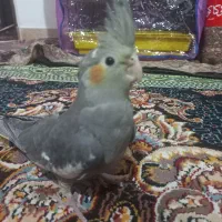 فروش عروس هلندی