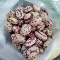 لوبیاچیتی تازه اردبیل عمده|خوردنی و آشامیدنی|بهارستان, |دیوار