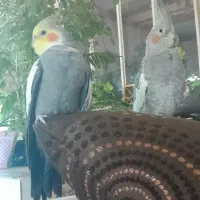 یک جفت عروس گمشده محدوده کهک