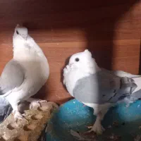 ۲ جفت کبوتر نرماده