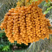 رطب