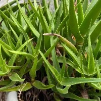 گل الوئه ورا پاجوش دانه ای ۲۵تومن|گل و گیاه طبیعی|نوشهر, |دیوار