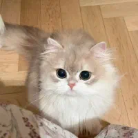 واگذاری گربه قبول میکنم