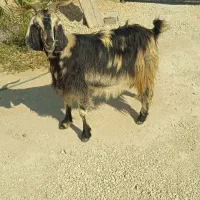 بز وکهره|حیوانات مزرعه|اهرم, |دیوار