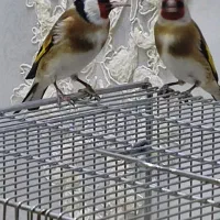 سهره نر پا جفت آماده، سهره نر گاویی ، سهره جفت شده