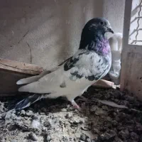 نرپاکستانی اصل