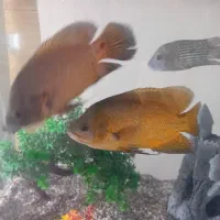 فروش ماهی اسکار|ماهی|پردیس, فاز ۱۱|دیوار