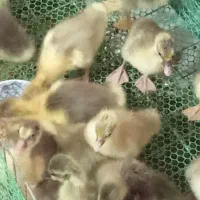 جوجه غاز جوجه بوقلمون و جوجه گلین و مرندی