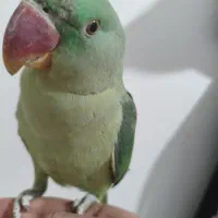 جوجه شاه طوطی 6ماهه|پرنده|تهران, افسریه جنوبی|دیوار