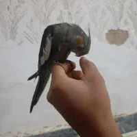 جوجه عروس|پرنده|اشتهارد, |دیوار