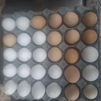 تخم مرغ خانگی
