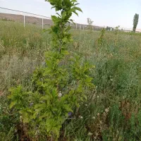 باغ در گجوت|فروش زمین و ملک کلنگی|ماکو, |دیوار