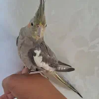 عروس هلندی نر ماده مرغ عشق کاسکو طوطی|پرنده|ری, صفاییه (چشمه علی)|دیوار