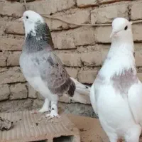 جفت هما فروشی