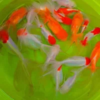 گلدفیش وارداتی سوپر هددار مولد