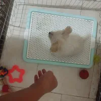 توله سگ|سگ|قدس, شهرک دانش|دیوار