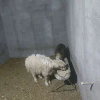 گوسفند‌کیلویی۴۰۰