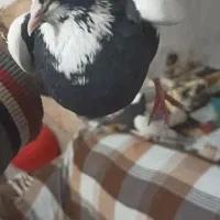 کفتر طوق سیاه ماده