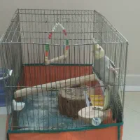 عروس هلندی با قفس|پرنده|رودهن, |دیوار