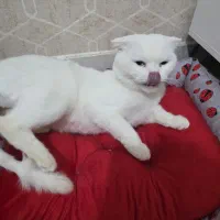 گربه اسکاتیش نر|گربه|قم, بنیاد|دیوار