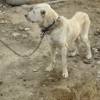 سگ سراب گله گرگرو سگ ژرمن نگهبان|سگ|صوفیان, |دیوار