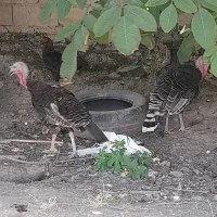 بغلمون نر وماده