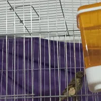 سینه‌سرخ‌وگلبسر