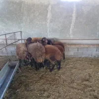 فروش بره همو زیگوت