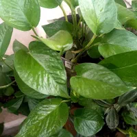 گلی برای گل|گل و گیاه طبیعی|مینودشت, |دیوار