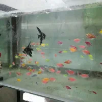 ماهی ماهی زینتی|ماهی|ساری, |دیوار