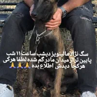 سگ گم شده