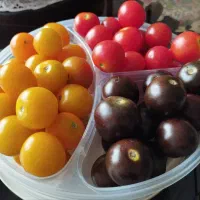 بذر گوجه فرنگی گیلاسی ارگانیک (قرمز، زرد، مشکی)|گل و گیاه طبیعی|بابلسر, |دیوار
