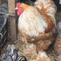 مولدبرهماایام سمانی لهستانی ویاندوت جوجه مرغ وخروس