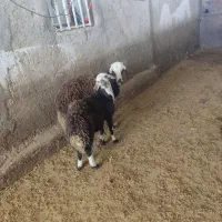 بره قوچ|حیوانات مزرعه|سیلاخور, |دیوار