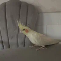 عروس هلندی نر ماده