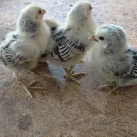 جوجه سبرایت