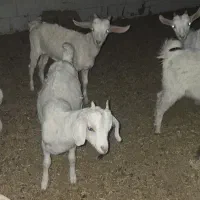 کره سانن نر و ماده سه ماهه