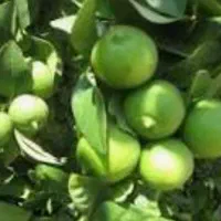باغ مرکبات فروش فوری