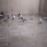 ۱۵عدد