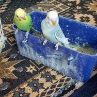 مرغ عشق|پرنده|مشهد, ثامن|دیوار