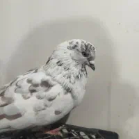 کبوتر گرفتنی جنازه|پرنده|ماکو, |دیوار