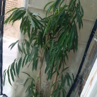 دو عدد گل امستل