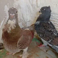 یه جفت کبوتر بلژیکی ماده رنگ خاص با یه جوجه ۳ماه|پرنده|اسلام‌شهر, باغ فیض|دیوار