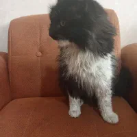 گمشده|حیوانات|مشهد, توس (بلوار توس)|دیوار