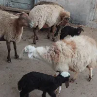 گوسفند|حیوانات مزرعه|هریس, |دیوار