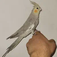 فروشی عروس هلندی نر سخنگو ۱۲ کلمه بطور واضح