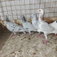 ادرس الوند|پرنده|الوند, |دیوار