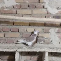 گرگی کاکولی|پرنده|ارومیه, |دیوار