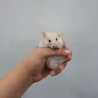 همستر|موش و خرگوش|محمدیه-قزوین, |دیوار