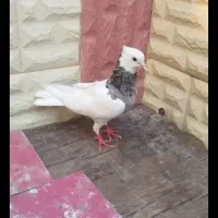 کبوتر